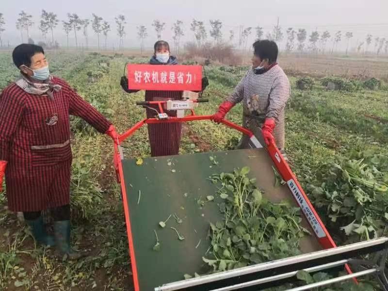 农业部公布2022设施蔬菜机械化�锷�产先进模式,省力科技叶菜收获机入列